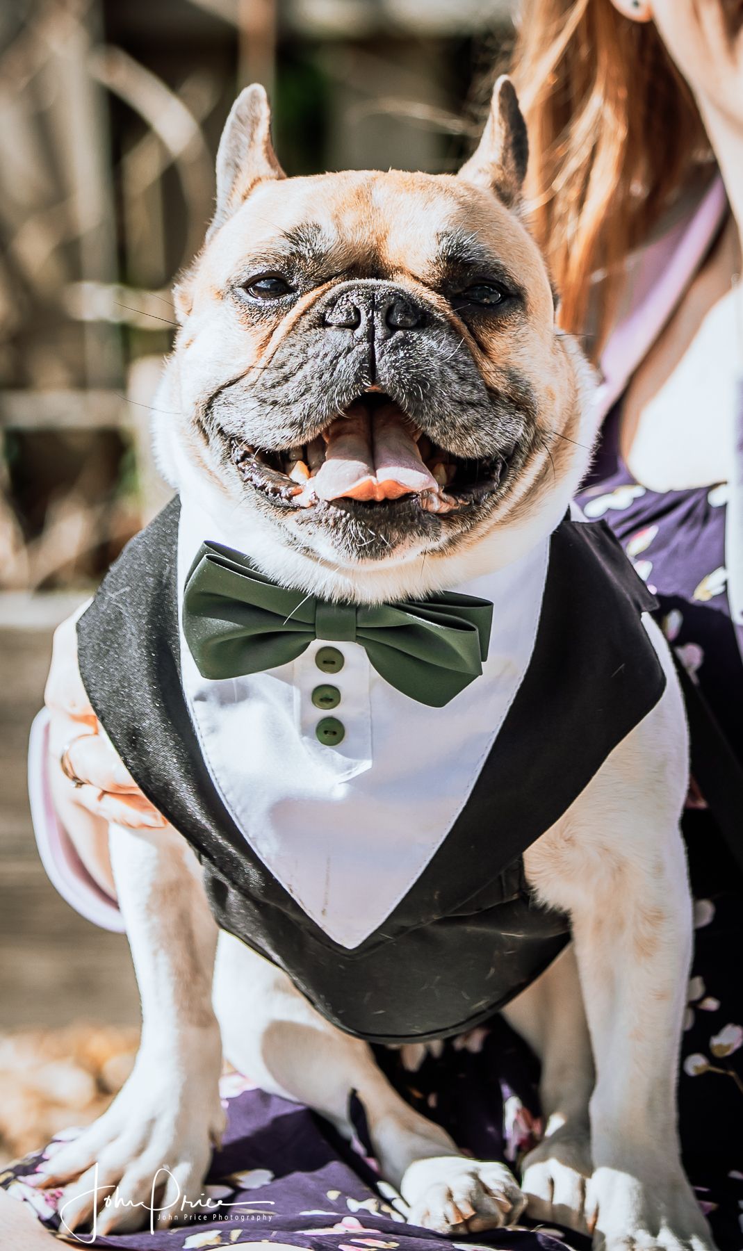 French bulldog wearing a formal tuxedo bib and green bowtie smiles at the camera.