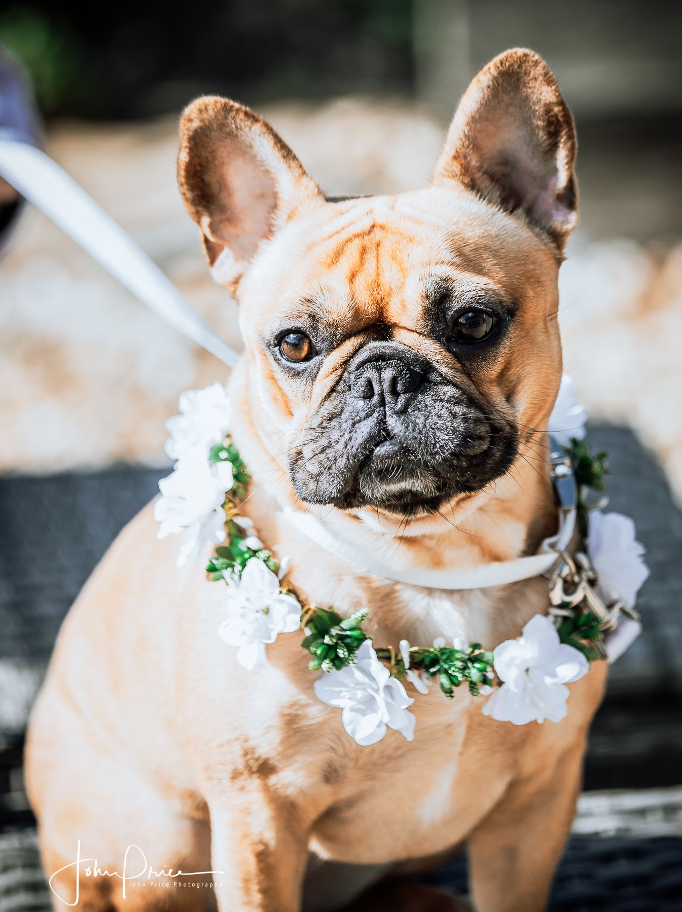 French bulldog wearing a delicate white flower crown collar for a wedding.