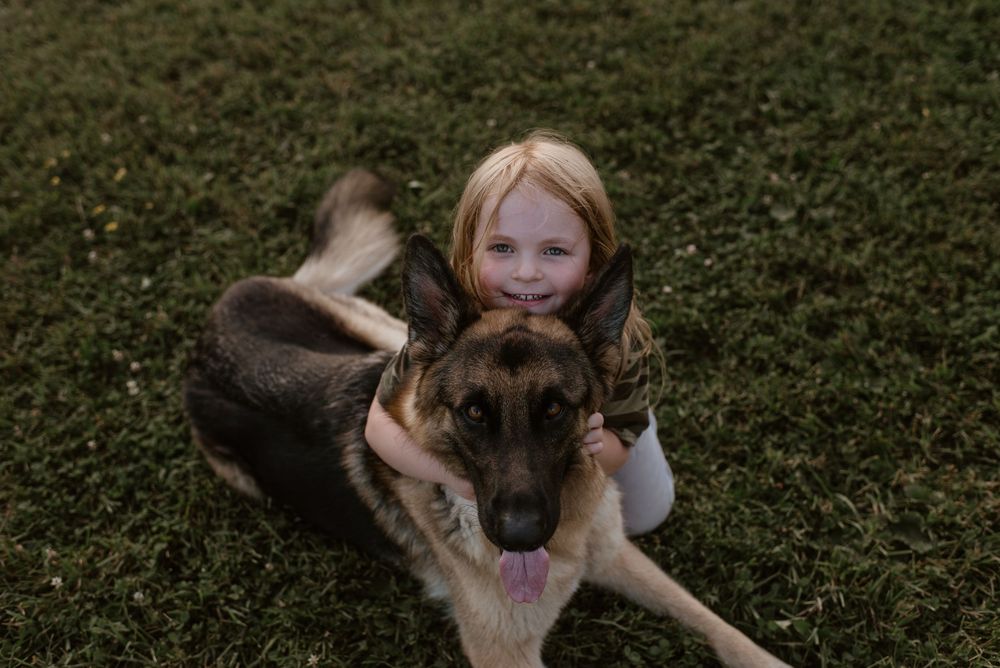 German Shepherd dog lying in green grass with tongue out looking alert and attentive.