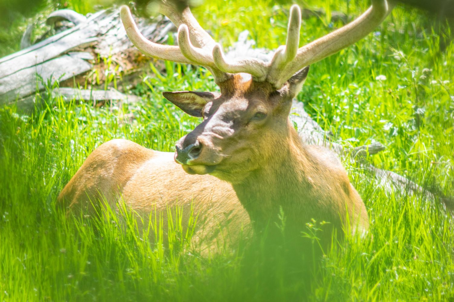 Majestic elk with antlers grazing in vibrant green meadow.