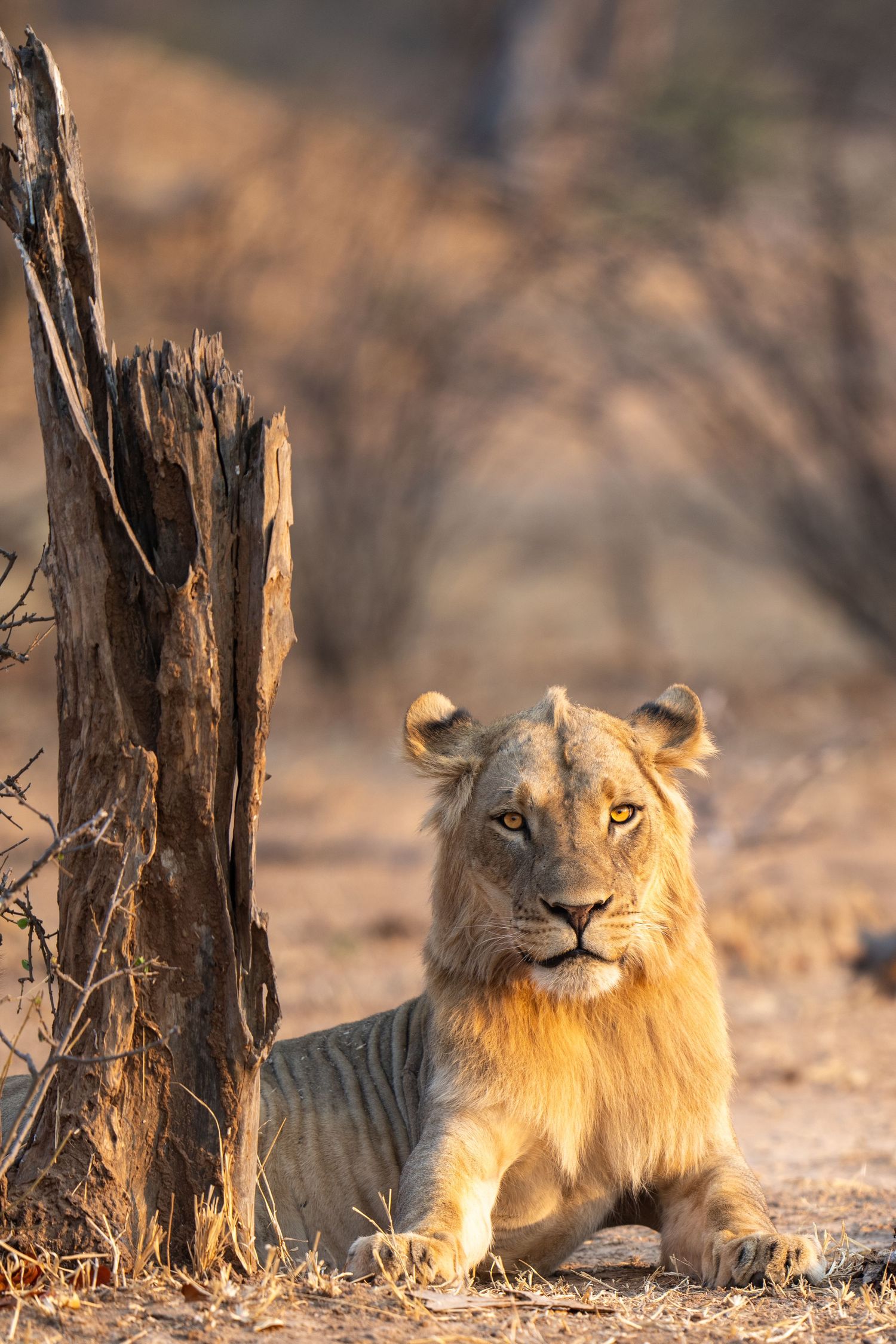 Lions resting in shade beneath trees in African savanna during golden hour.