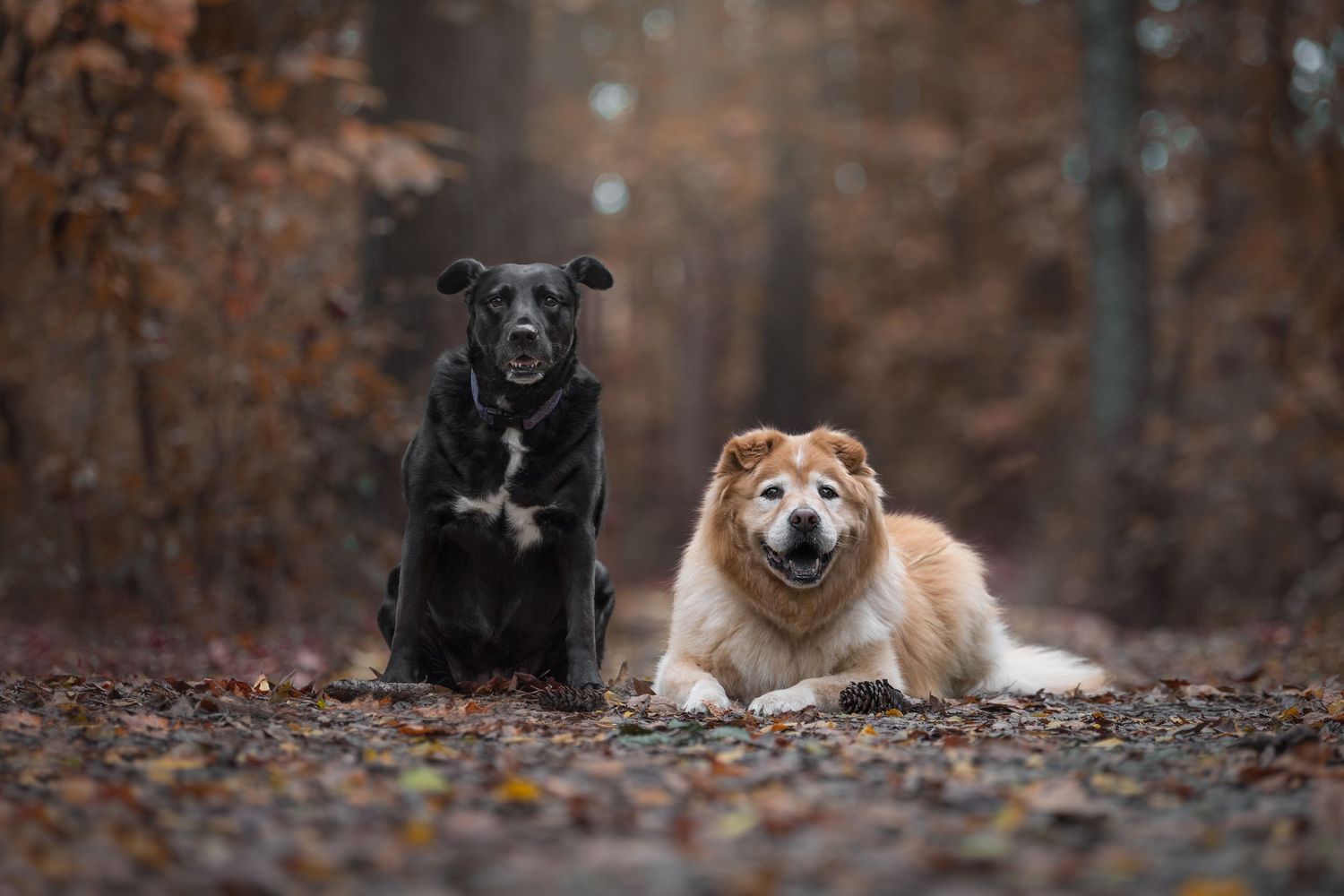Two dogs, a black staffie pitbull mixed breed and a tan-colored dog, chow sitting together on autumn leaves in a moody forest setting.