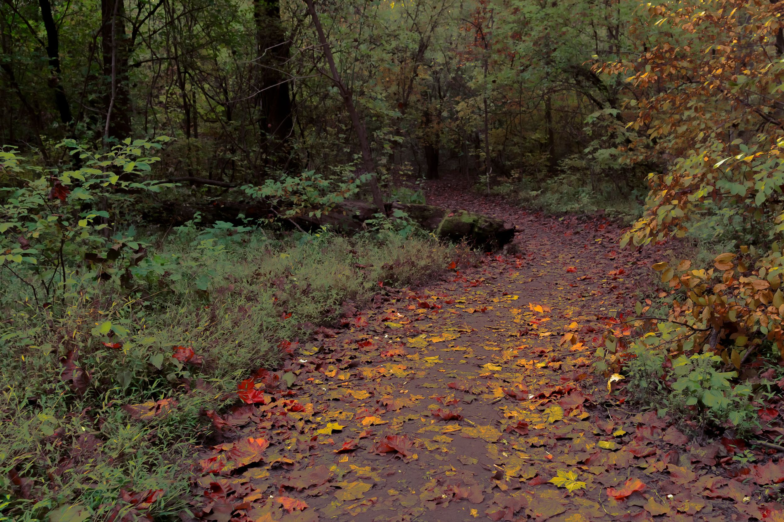 Path To Green Again, was taken during Fall in Maryland. The path led to every dream, of such a season. Down the journey of known, and not...