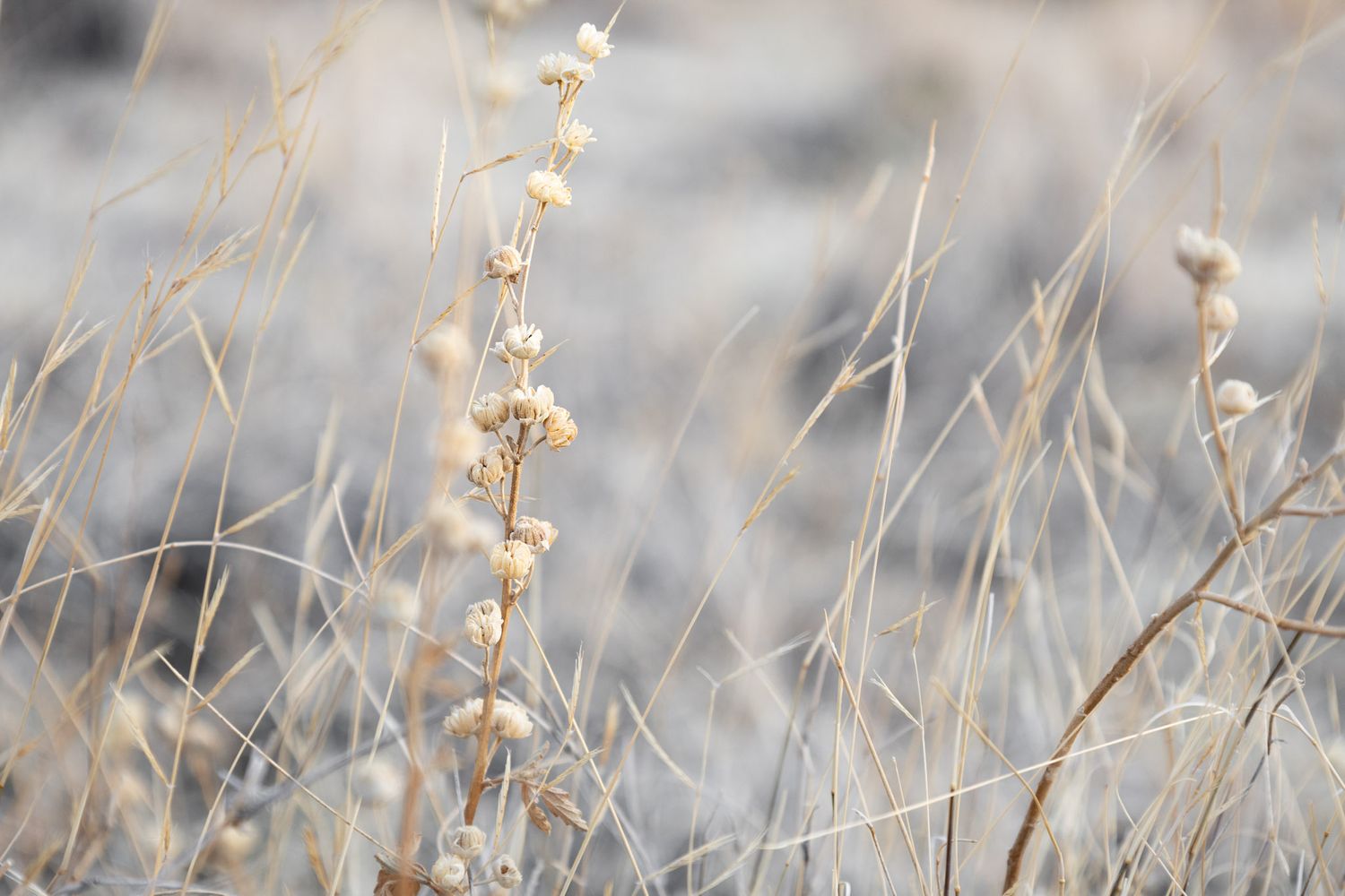 Albuquerque Landscape and plants detail image