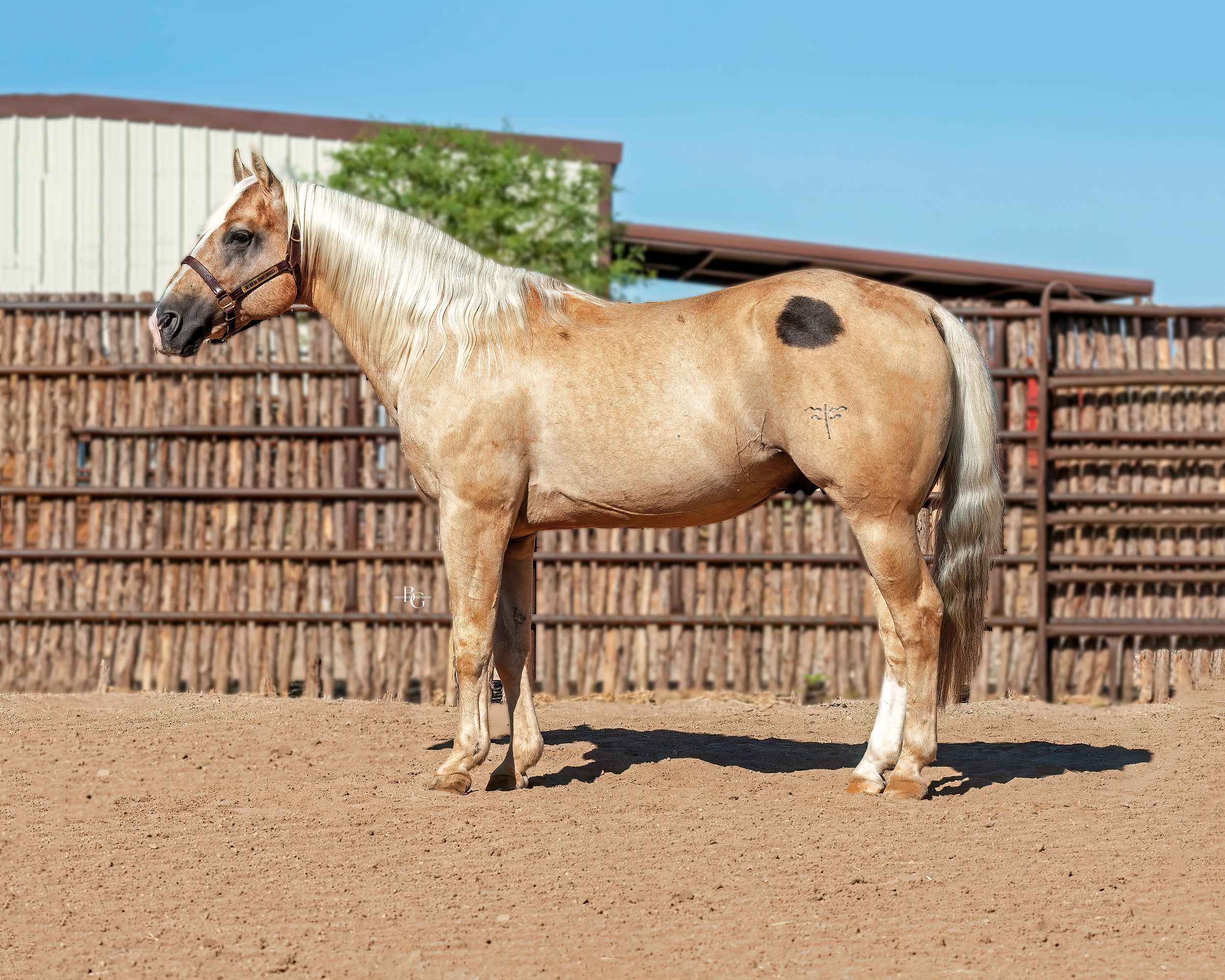 White and cream colored horses stand in a row along wooden corral fencing on a sunny day.