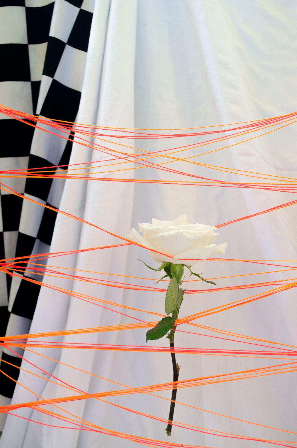 A white rose stem between crisscrossing orange strings against a checkered background.