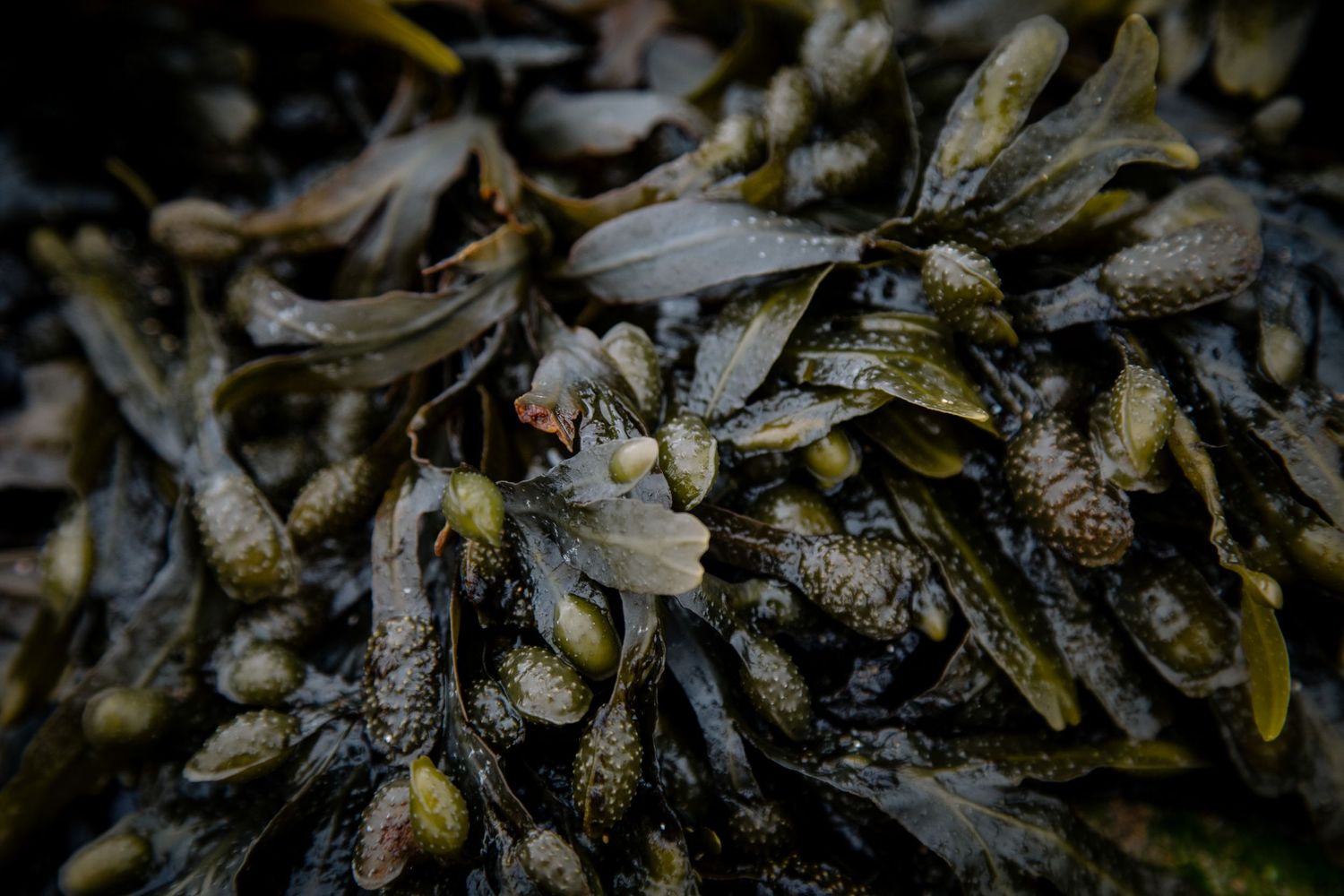 A detailed macro photograph of wet seaweed clusters with textural details.