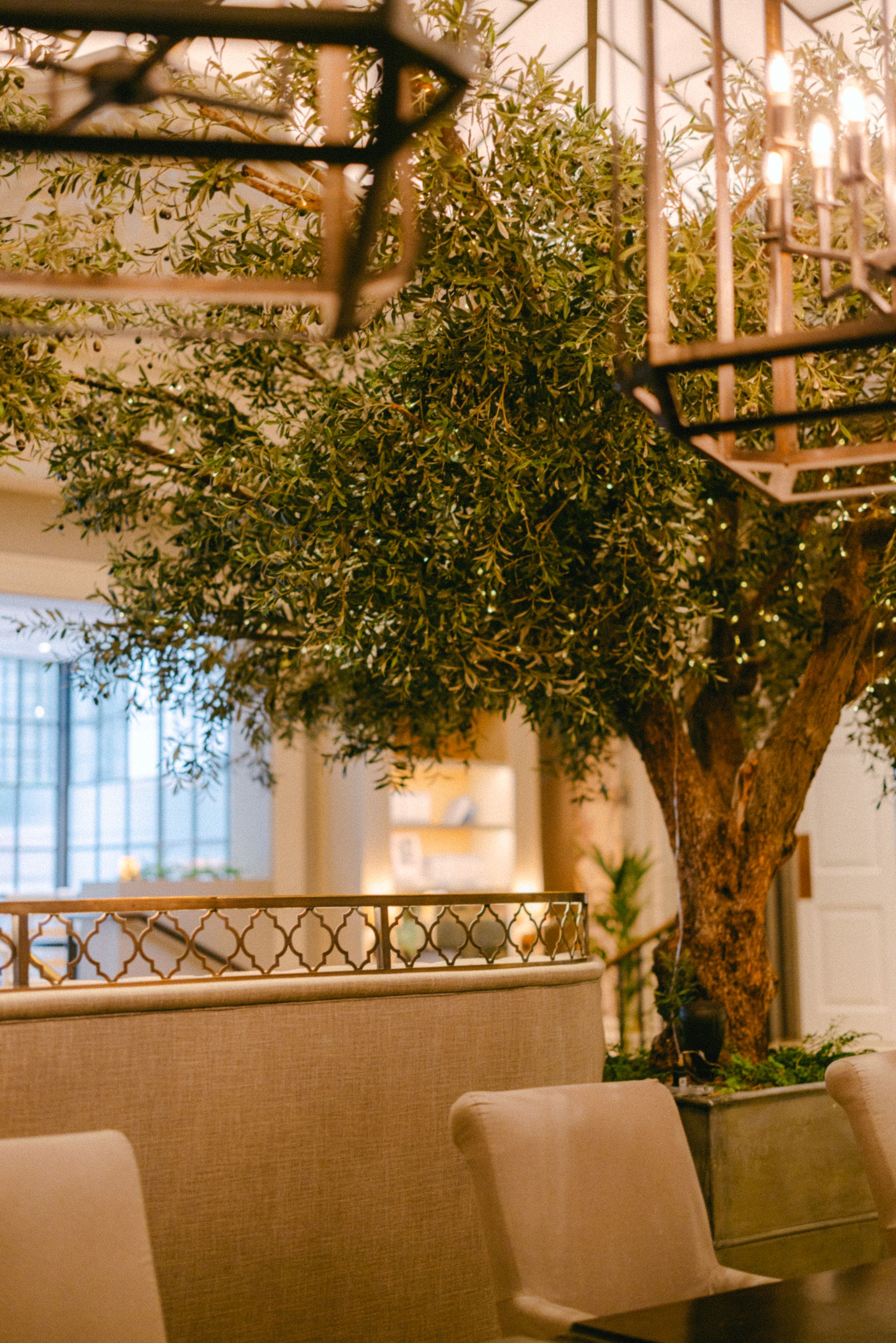 Interior restaurant design featuring a large indoor tree with lush foliage and ambient lighting.