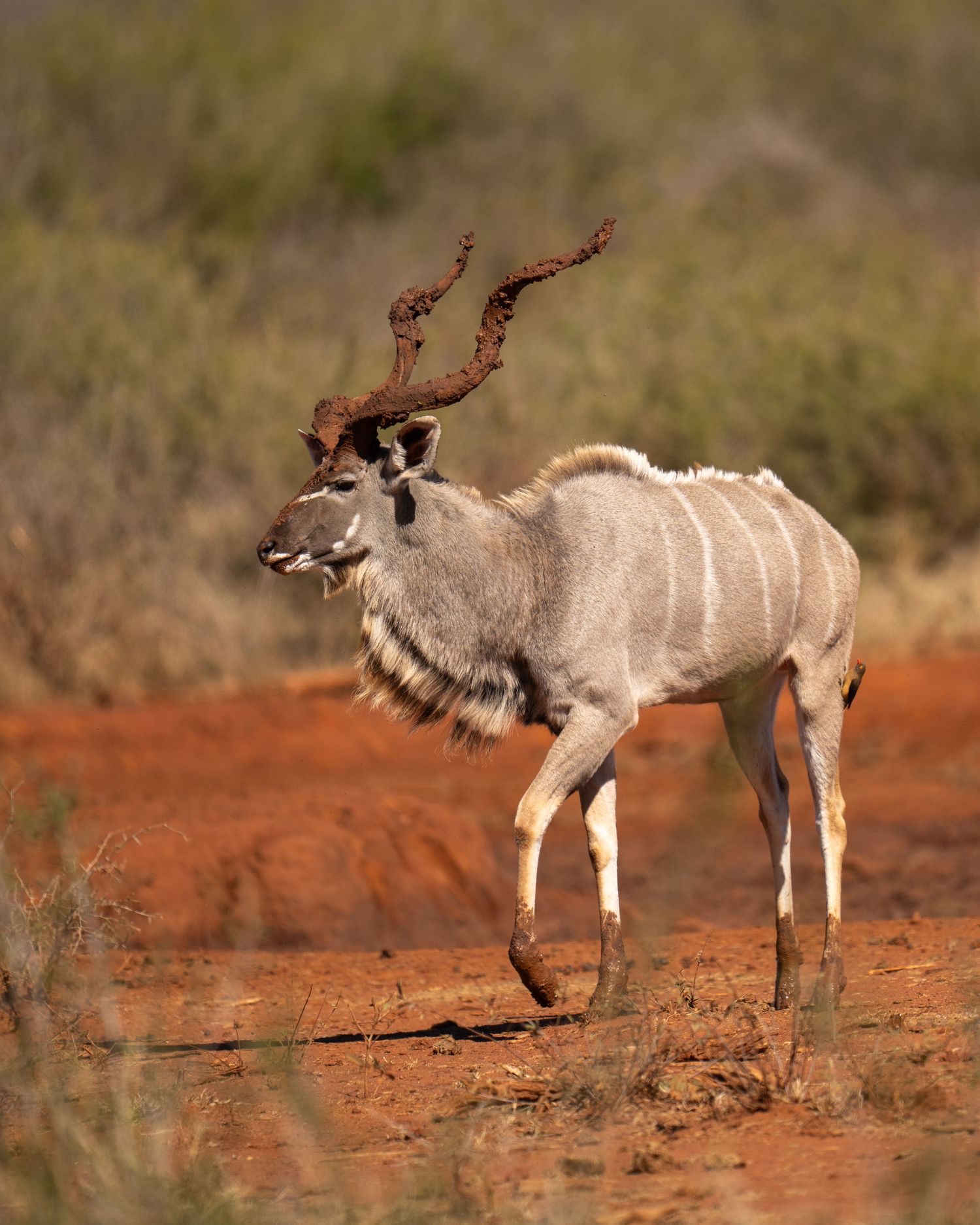 Kudu antelope with spiral horns grazing in arid savanna landscape.
