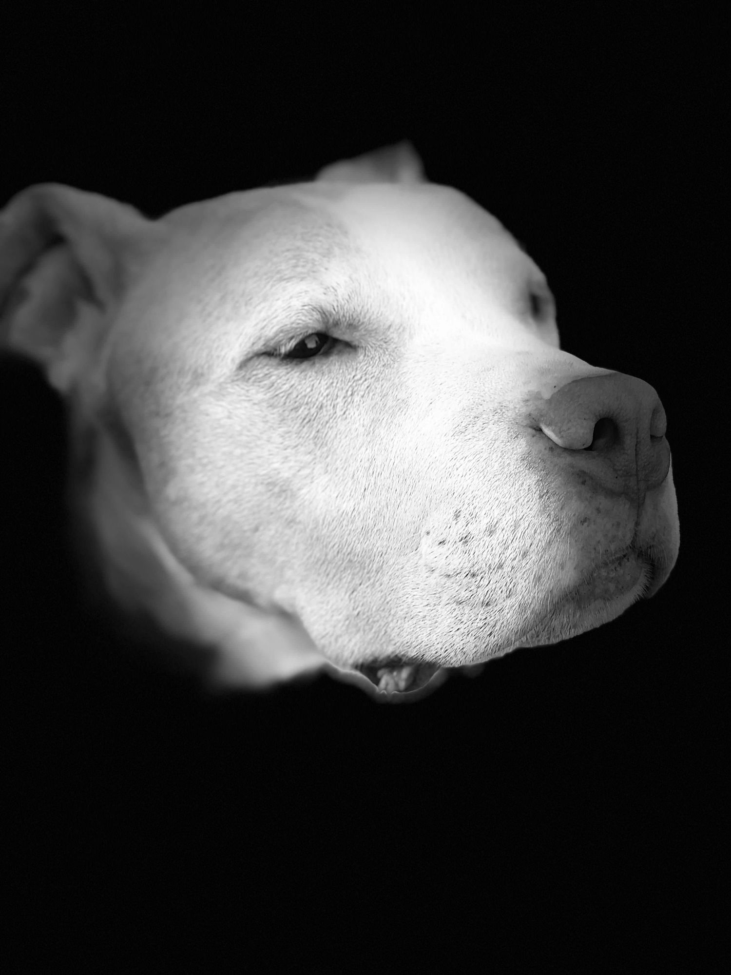 Close-up black and white portrait of a white pit bull dog's face with dark eyes against a dark background.