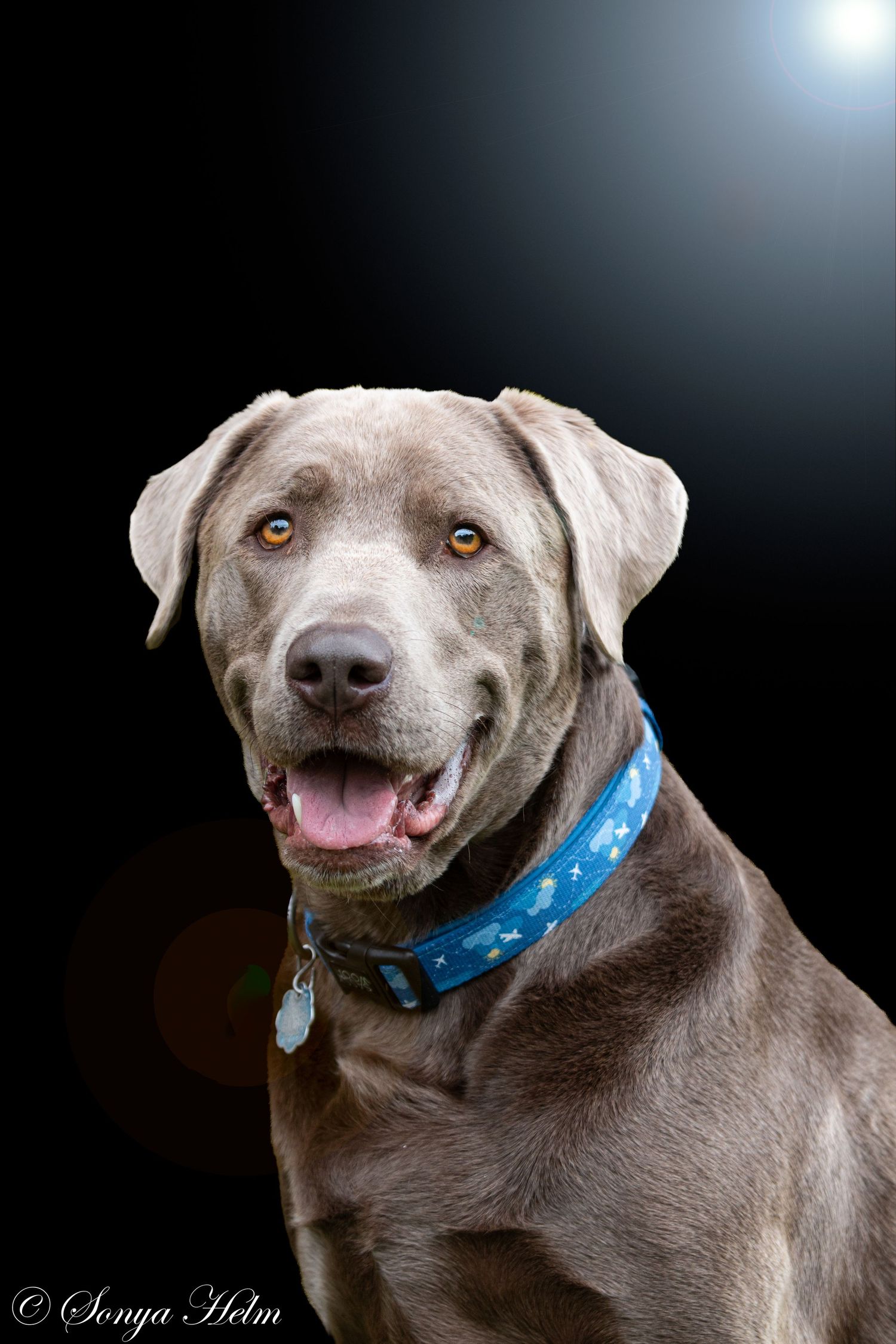 Happy silver Labrador retriever wearing a blue collar smiles at the camera against dark background.