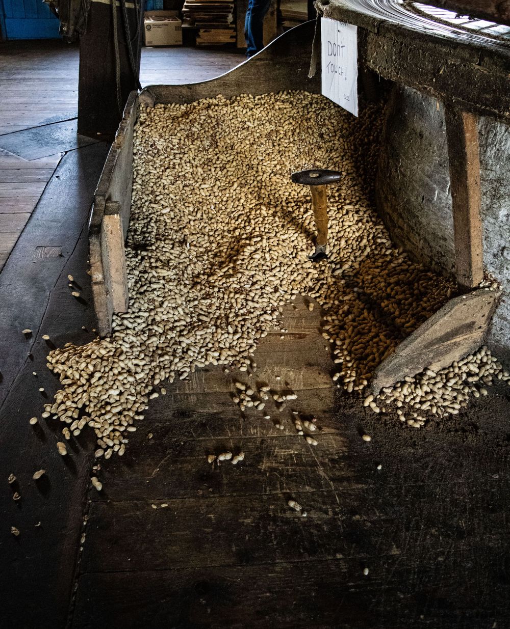 Pile of raw grain or seeds flowing across wooden floorboards in a traditional mill.