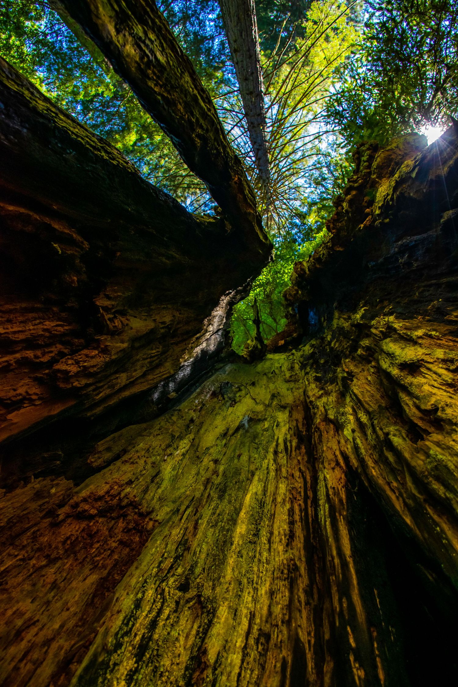 Sunlight filters through towering redwood trees creating dramatic forest lighting effects.