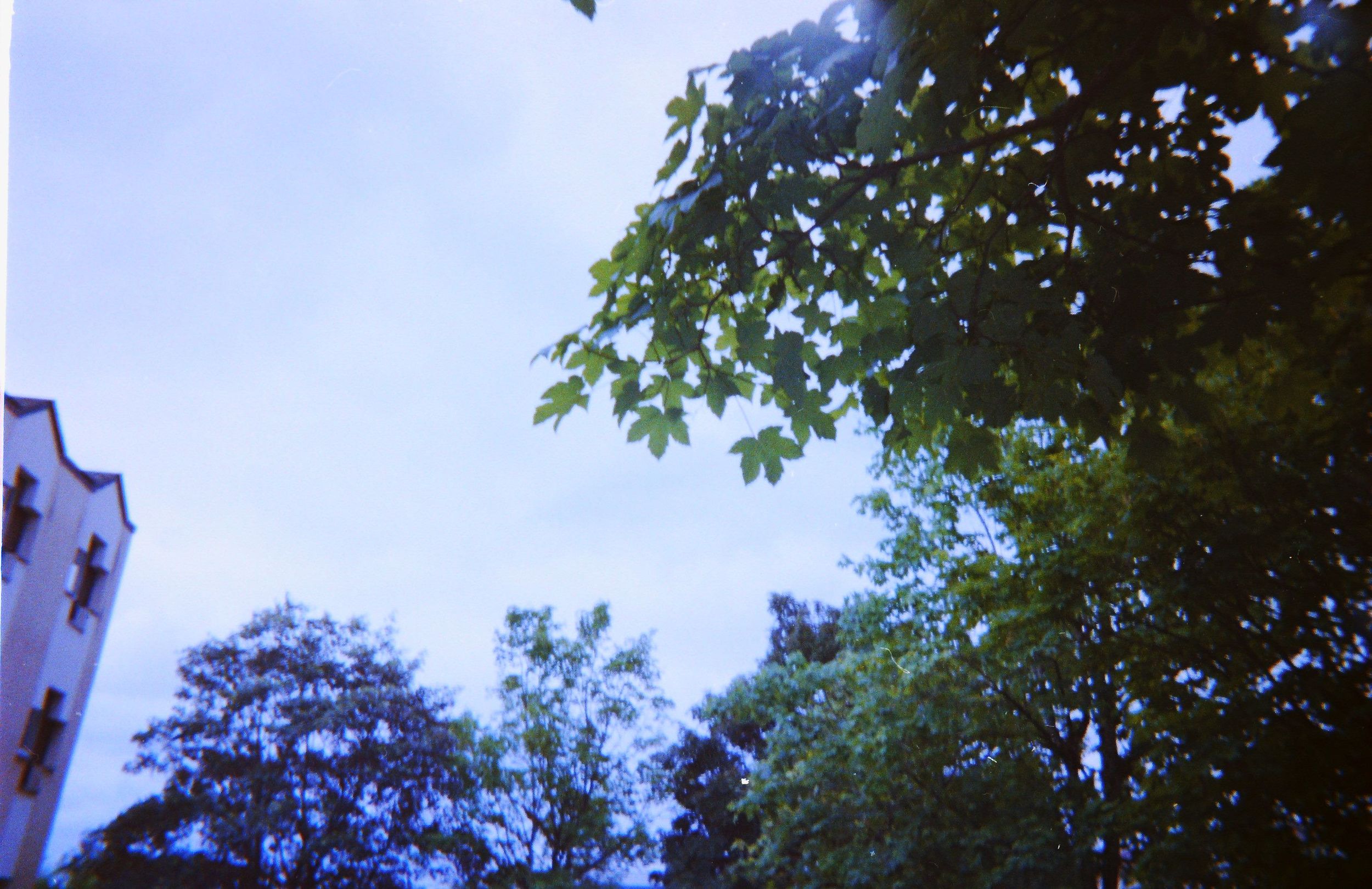 Photo argentique du ciel et des arbres réalisé avec les élèves du Lycée Frédéric Ozanam