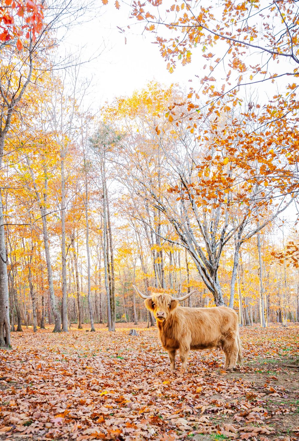 A shaggy Highland cow stands among fall foliage with vibrant orange and yellow leaves in a forest setting.