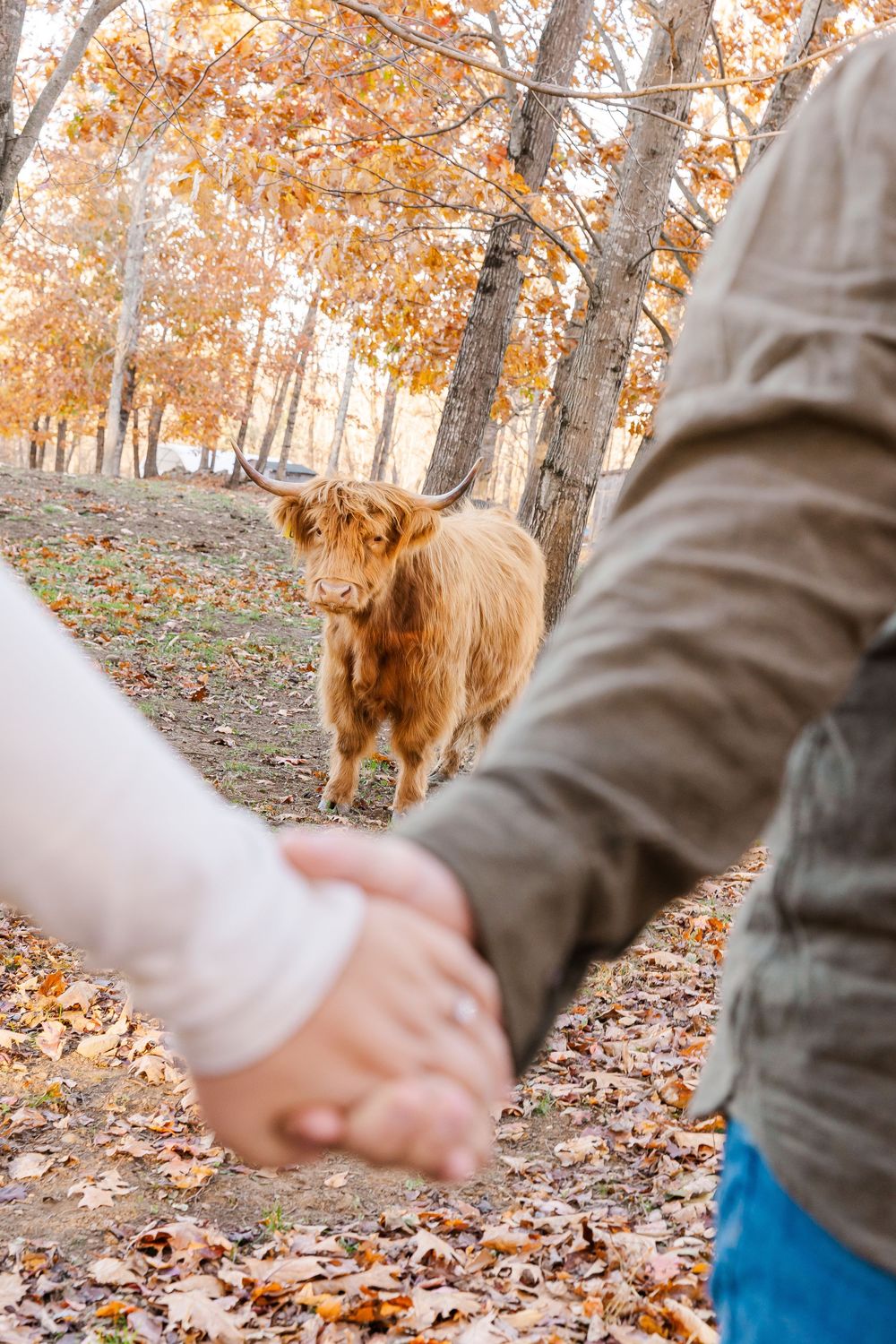 A Highland cow stands in autumn forest with golden leaves while a couple holds hands in the foreground.