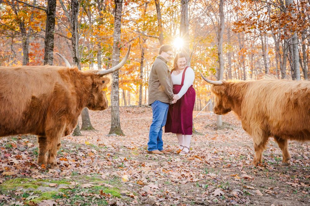 A couple poses with two Highland cattle in a golden autumn forest at sunset.