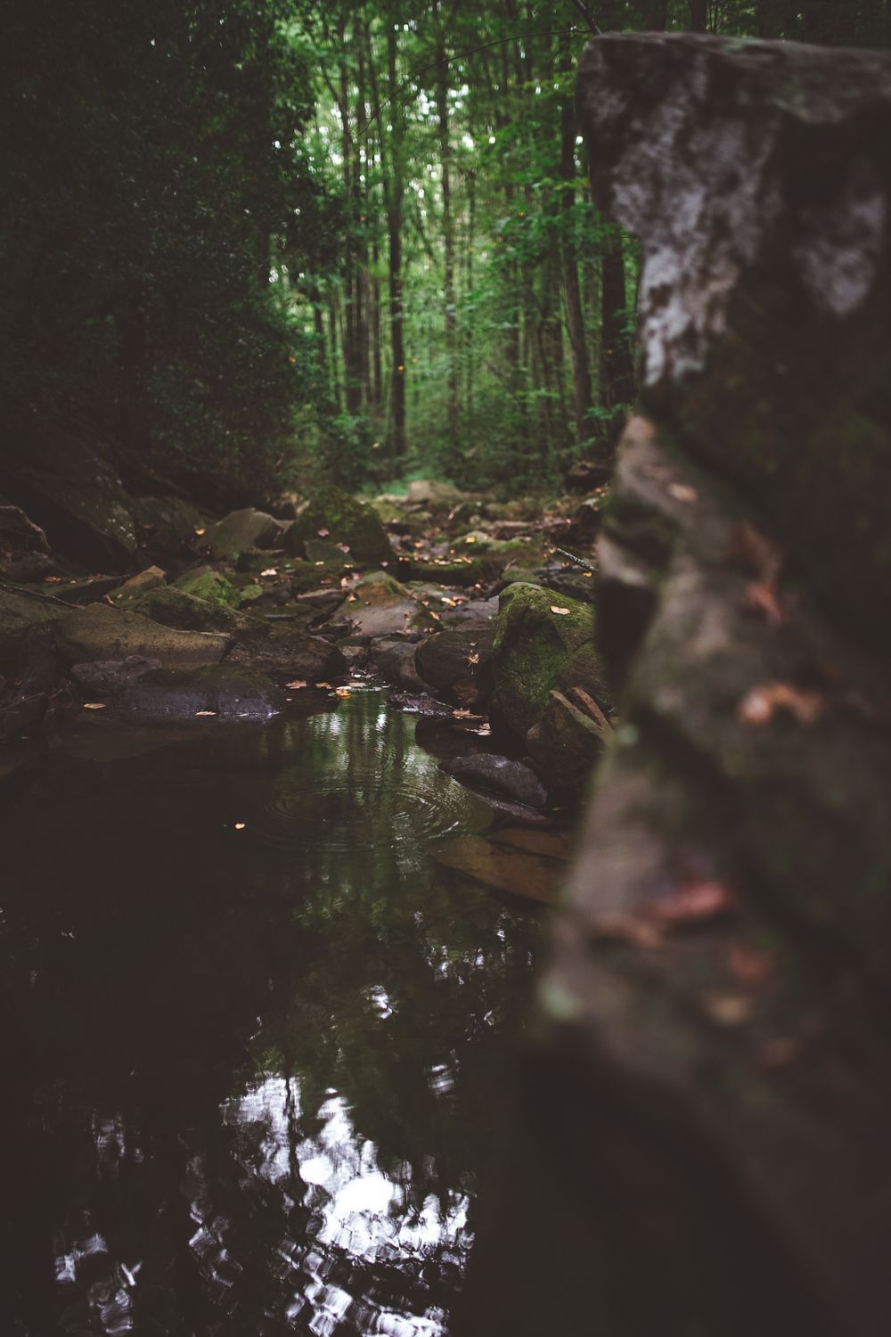 A tranquil forest stream reflects the surrounding trees and mossy rocks in a dark woodland setting.