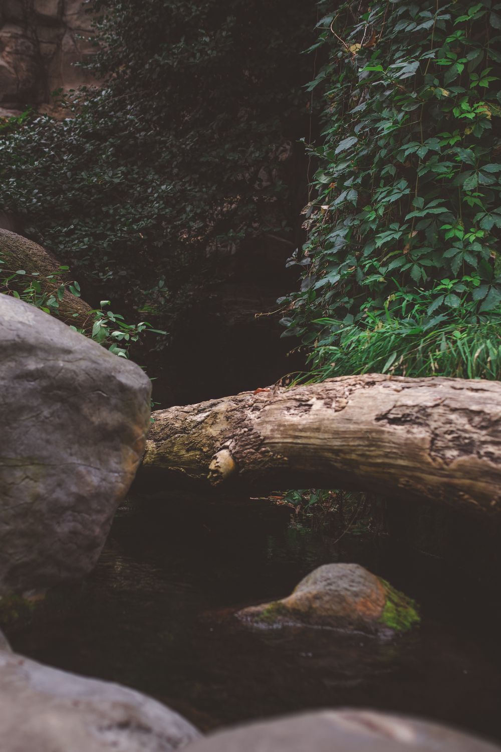 A fallen log and rocks along a shaded forest stream bank.