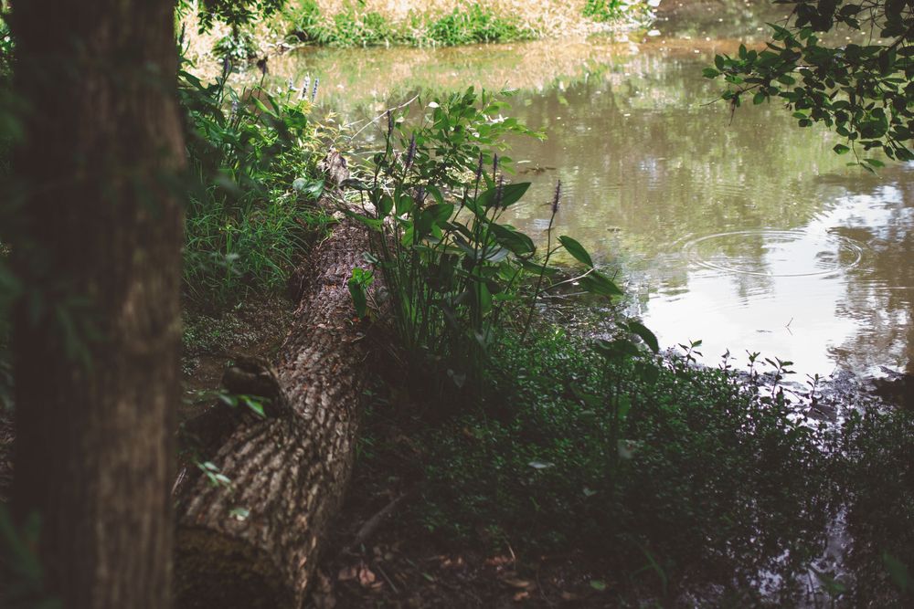 A fallen tree trunk near a tranquil pond with vegetation along the bank.