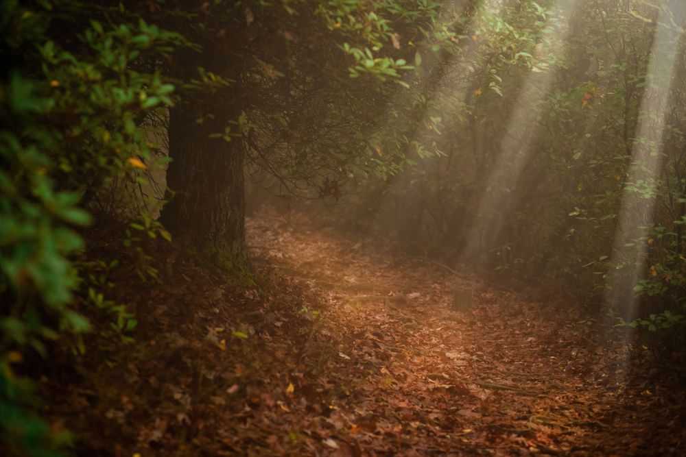 Sunbeams filter through trees onto a leaf-covered forest path creating mystical atmosphere.