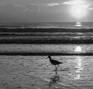 Beach Sunrise