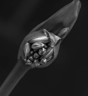 Fine Art
