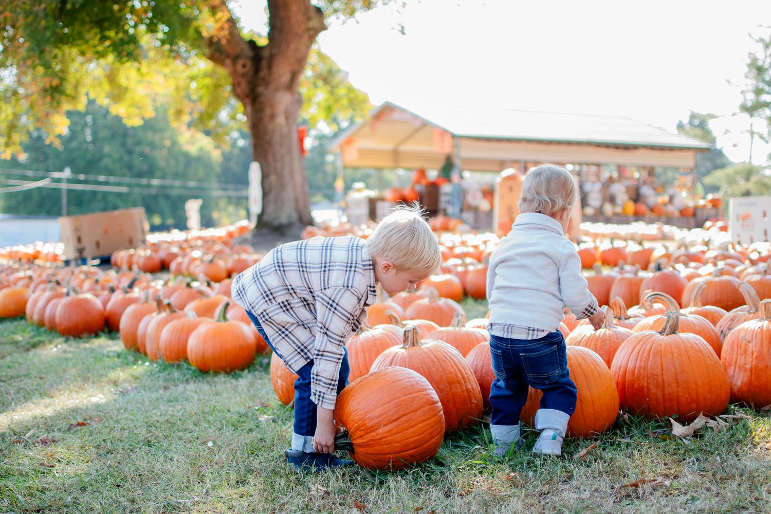 Two kids choose their pumpkins at Hawk's Pumpkin Patch in Winston-Salem, NC.