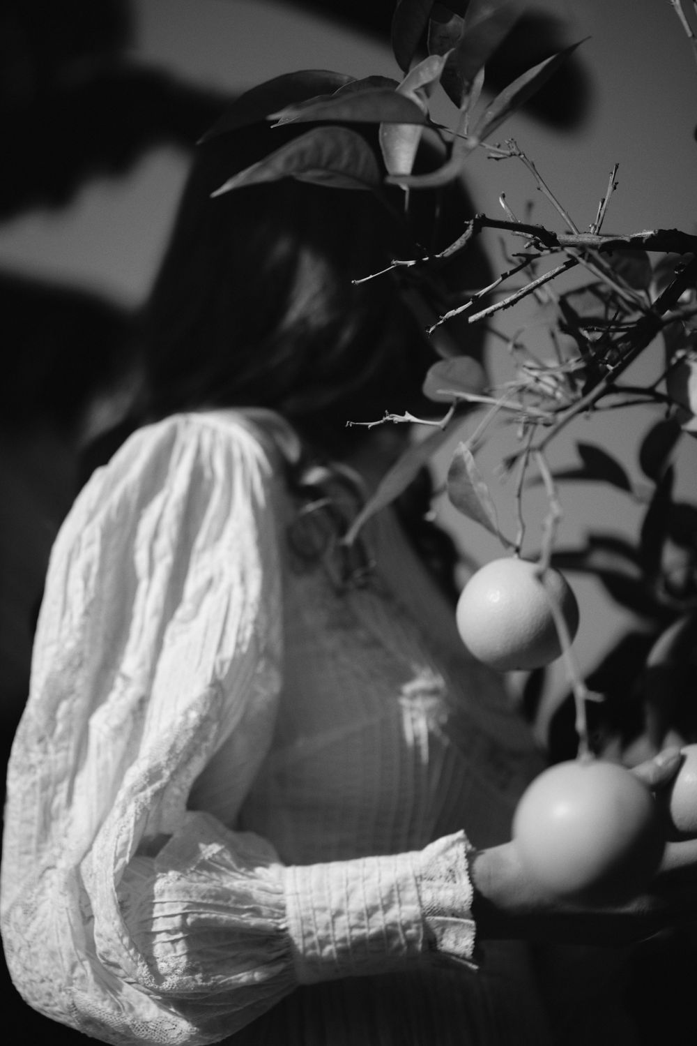 Black and white photograph of a hand in a white lace sleeve reaching for citrus fruit on a tree.