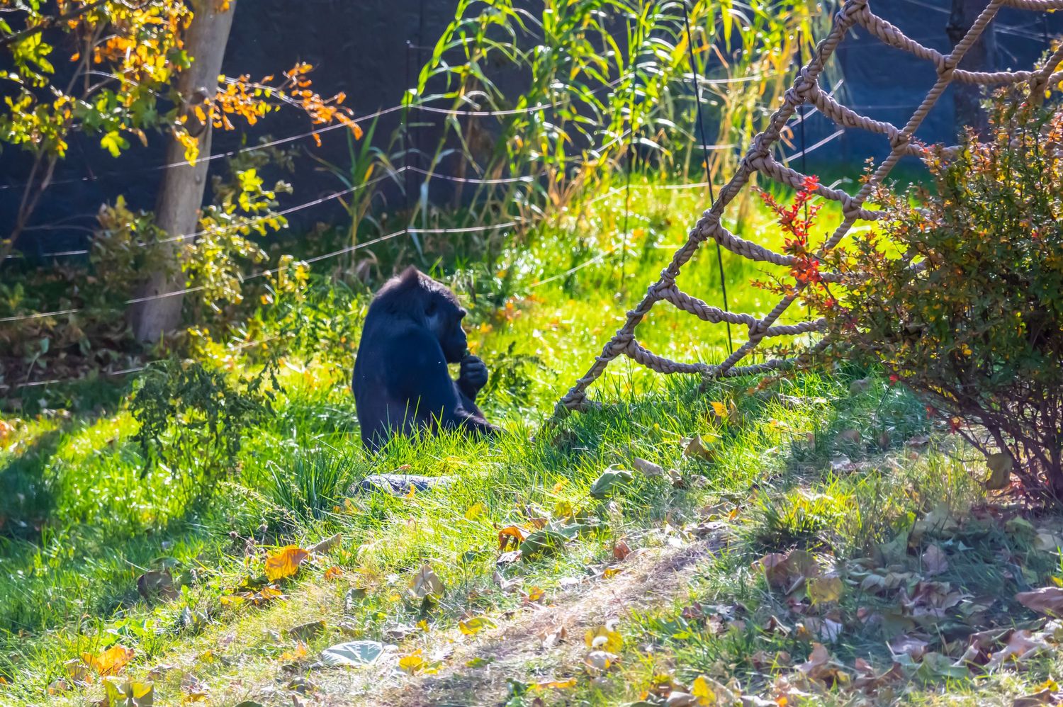 A black bear sits in dappled sunlight among green vegetation on a hillside.