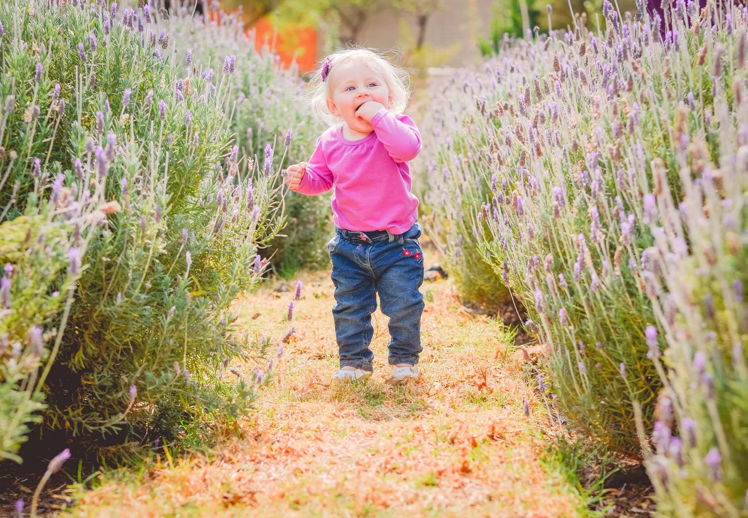 cute baby standing between the lavender gardens