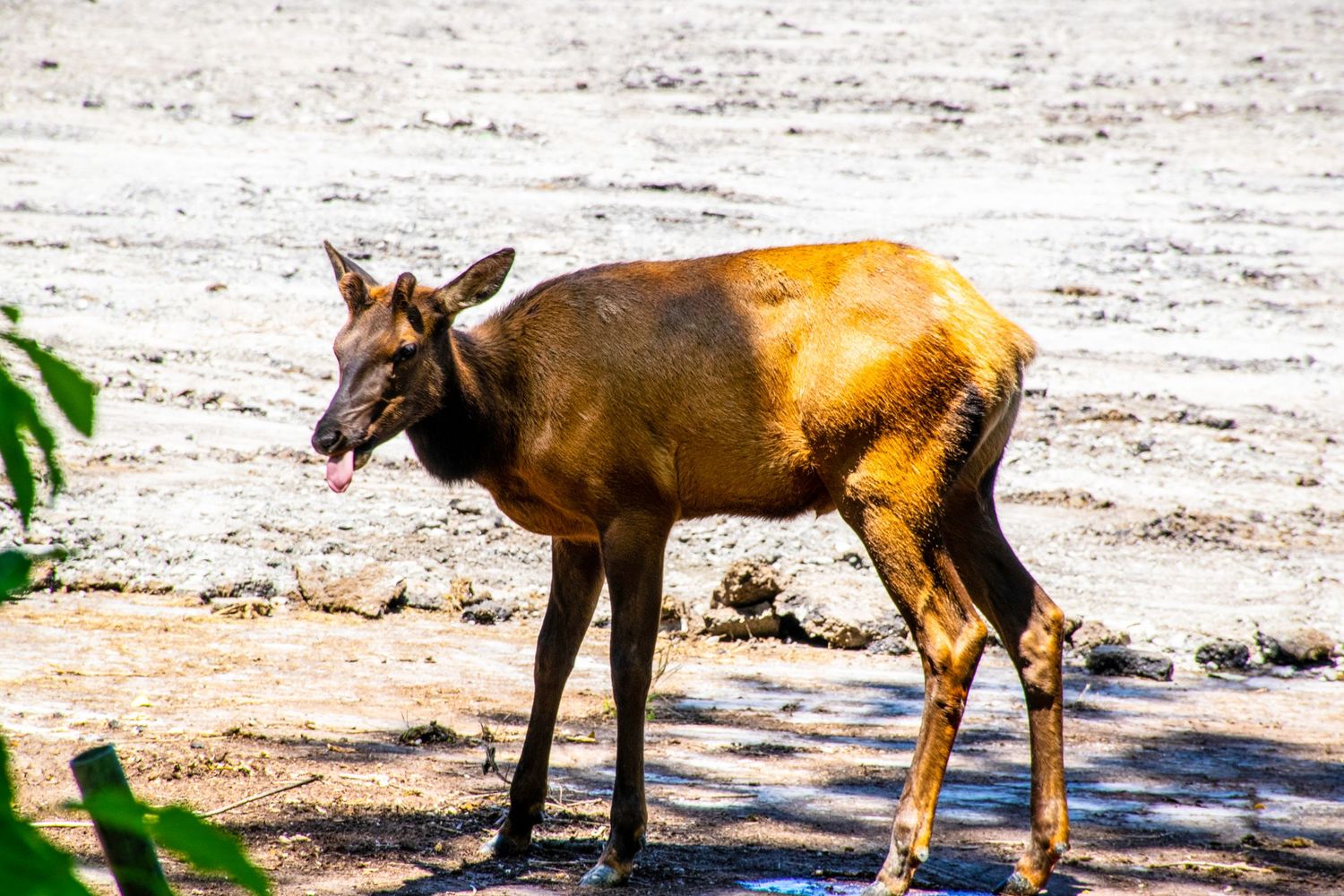 Young elk standing in sunlight on a sandy riverbank.