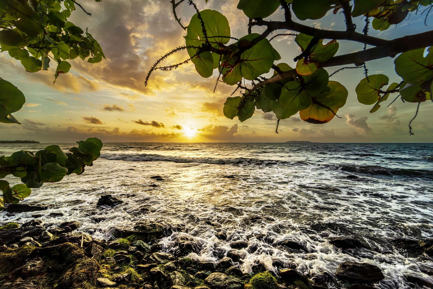 Image of Sunrise over ocean in Puerto Rico. Ocean waves rolling over moss covered rock with sea grape tree framing the image.