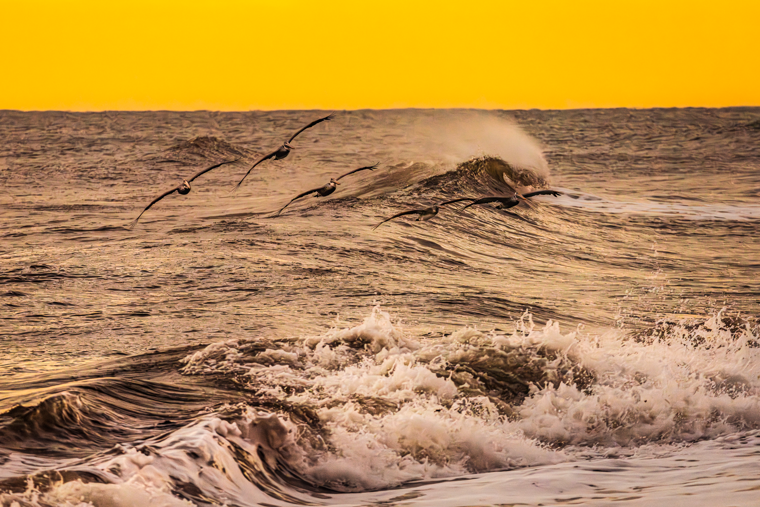 Cocoa Beach Florida Sunrise - November 16 2024. With Pelican riding wind swept waves