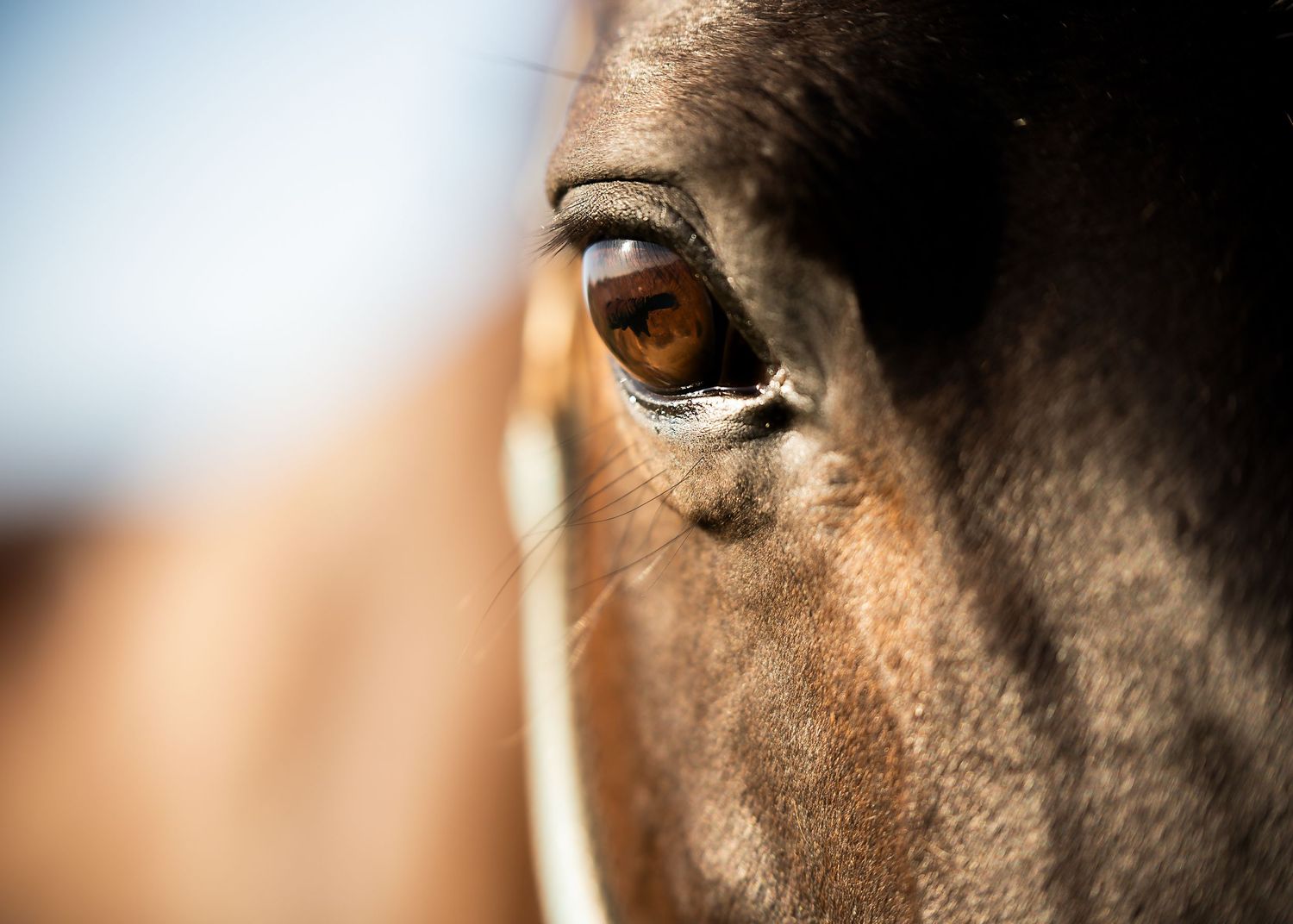 Townsville Equine Photographer - Reviews