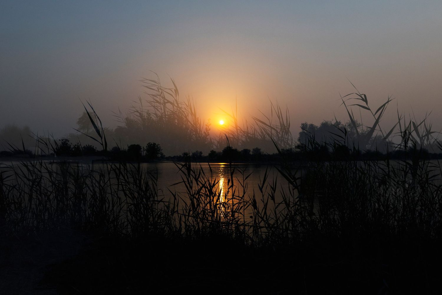 Dark silhouettes of reeds frame a golden sun setting over calm waters at dusk.