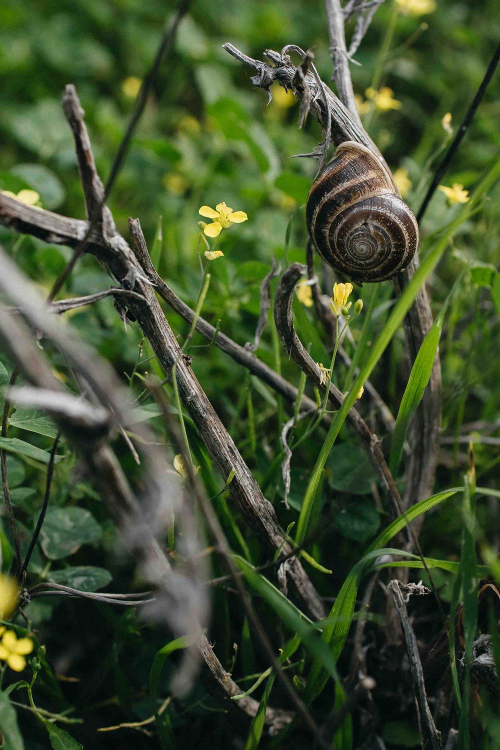 A brown garden snail perches on a dry branch surrounded by small yellow wildflowers and green foliage.