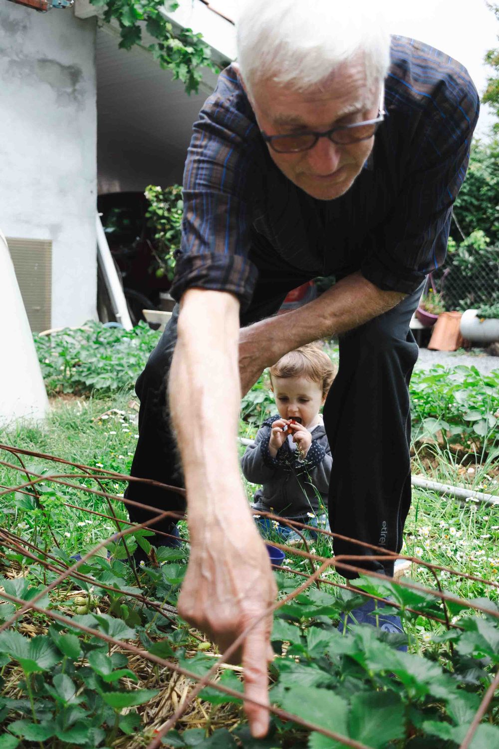 Two people in a garden space examine plants growing among green foliage on the ground.
