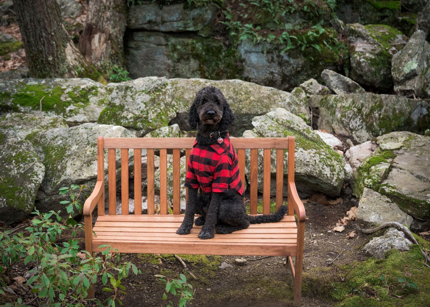 Black doodle dog wearing red plaid sweater sits on wooden garden bench against stone wall backdrop.
