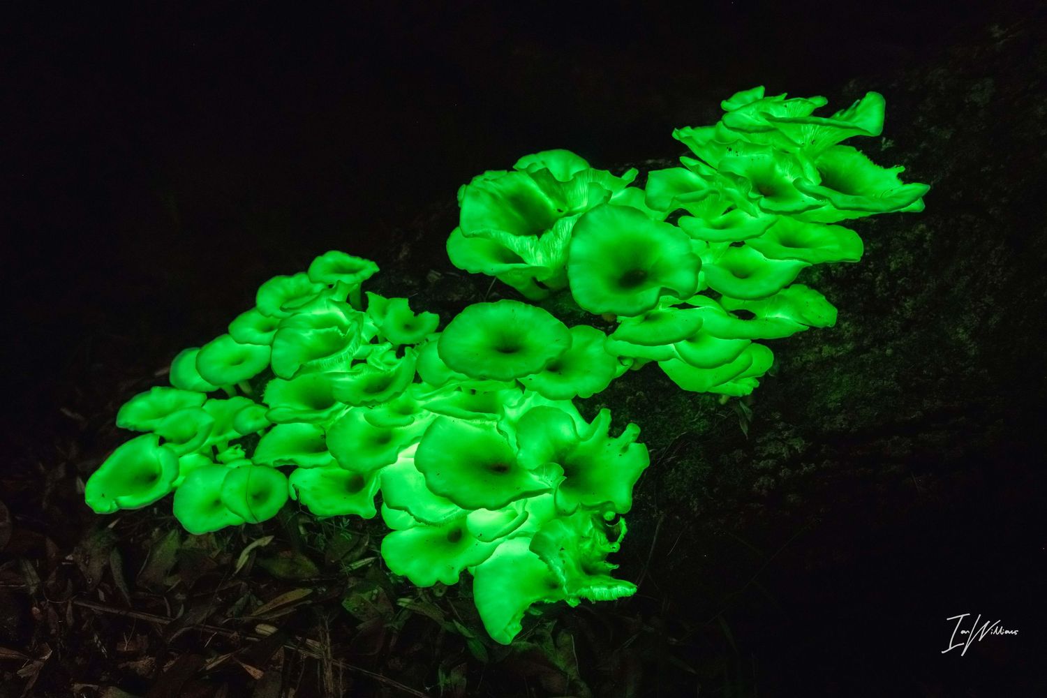 Ghost fungi, Bermagui