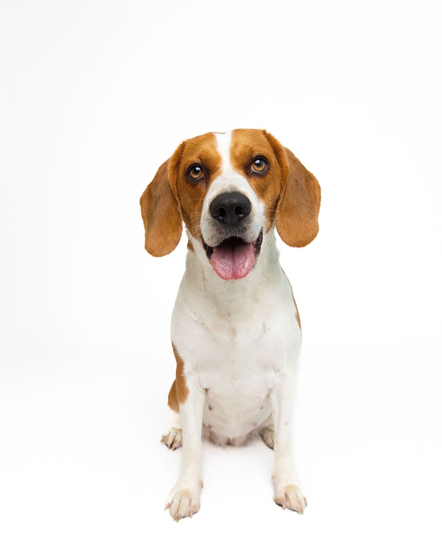 Beagle dog in various sitting and standing poses against white backdrop.