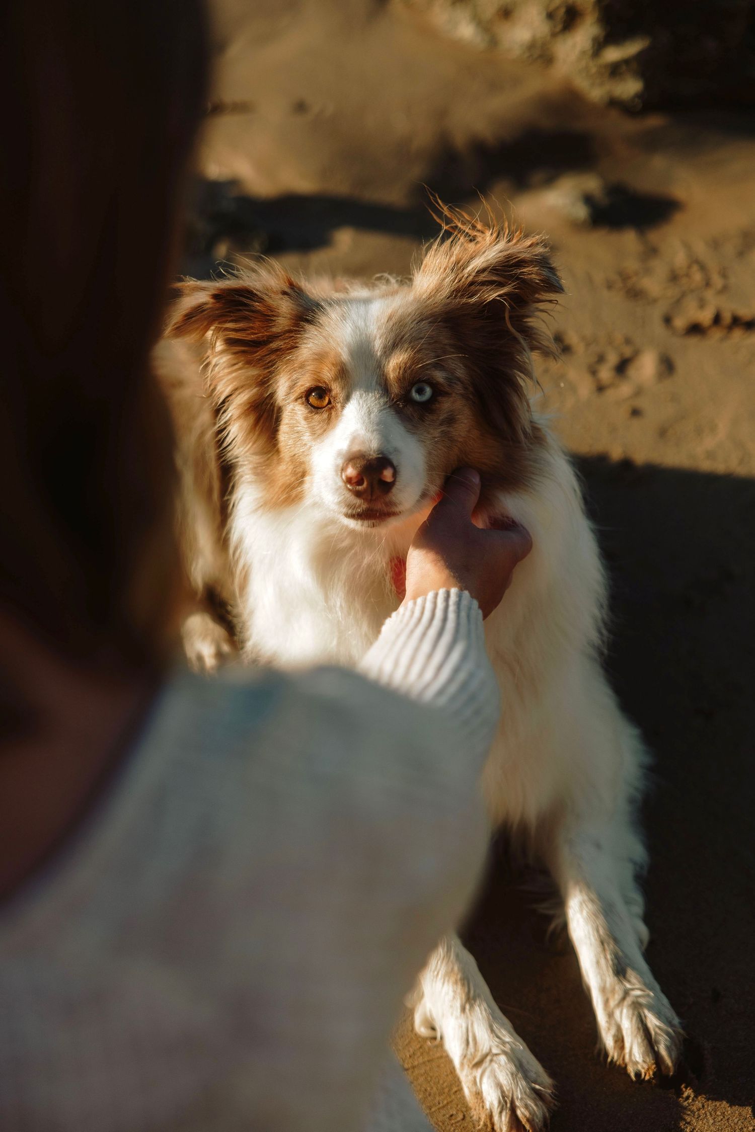An Australian Shepherd with brown and white fur and bright blue eyes being petted while sitting in warm sunlight.