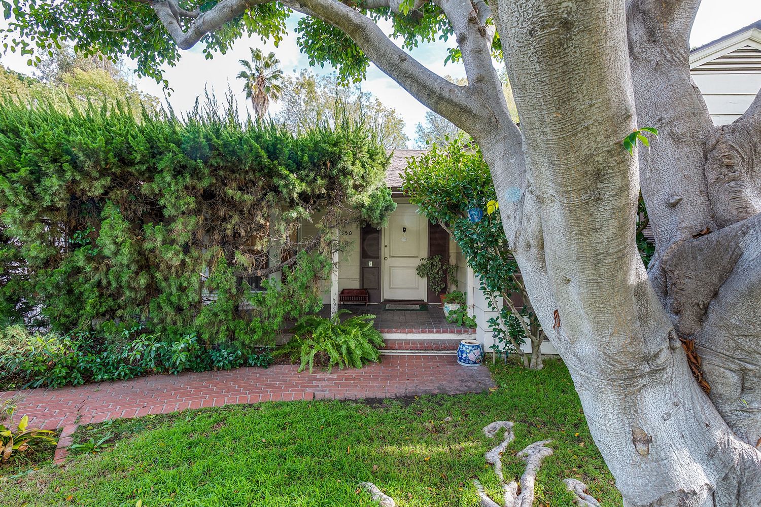 White-barked tree trunk with green foliage against residential property background.