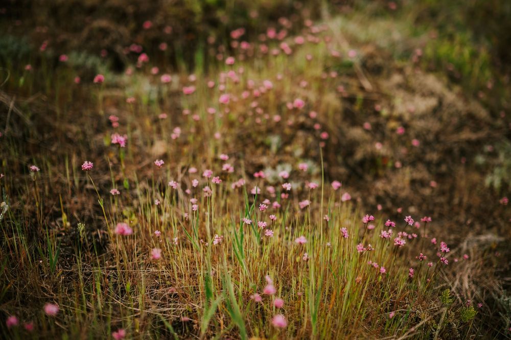 Beautiful flower details at Comox Lake bluffs during golden hour in Courtenay Vancouver Island