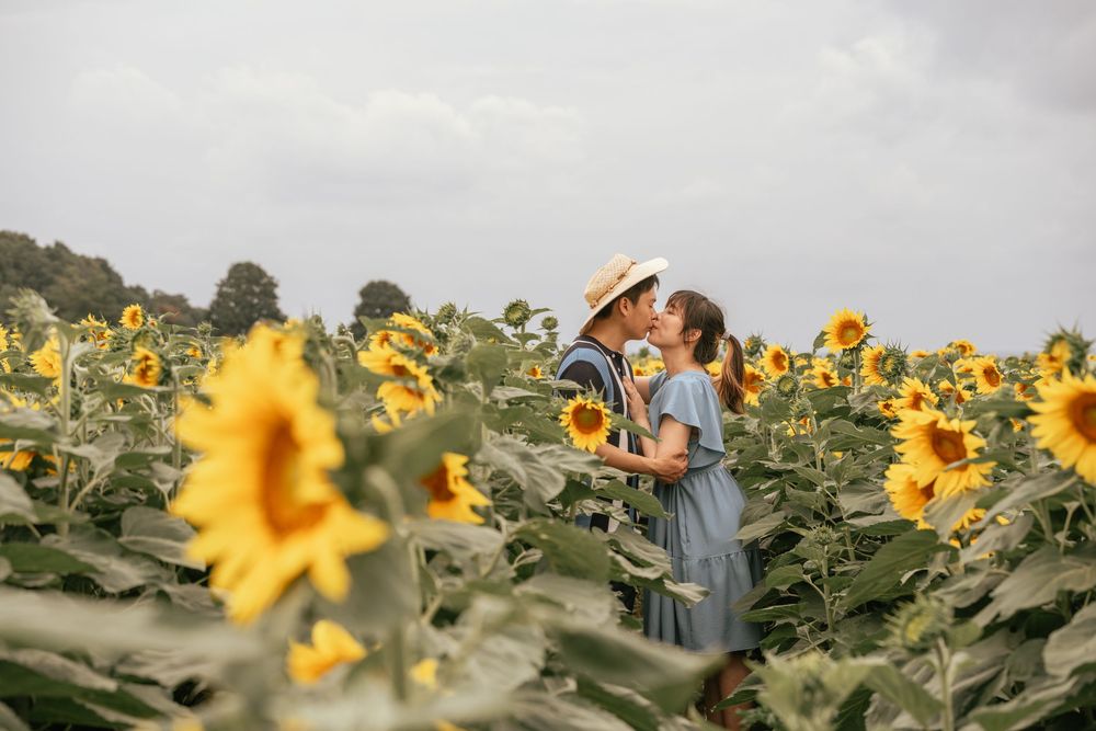 Couple kissing romantically in a vibrant sunflower field, woman in blue dress and man in straw hat.