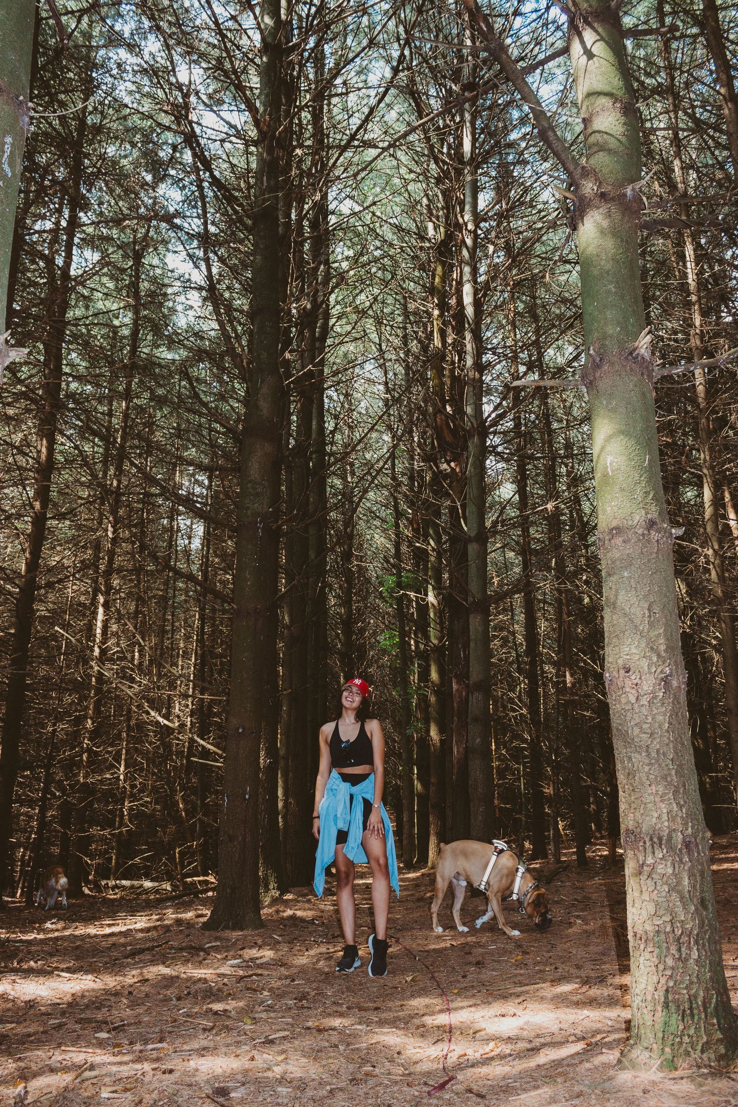 A dog walker stands on a forest trail surrounded by tall pine trees on a sunny day.
