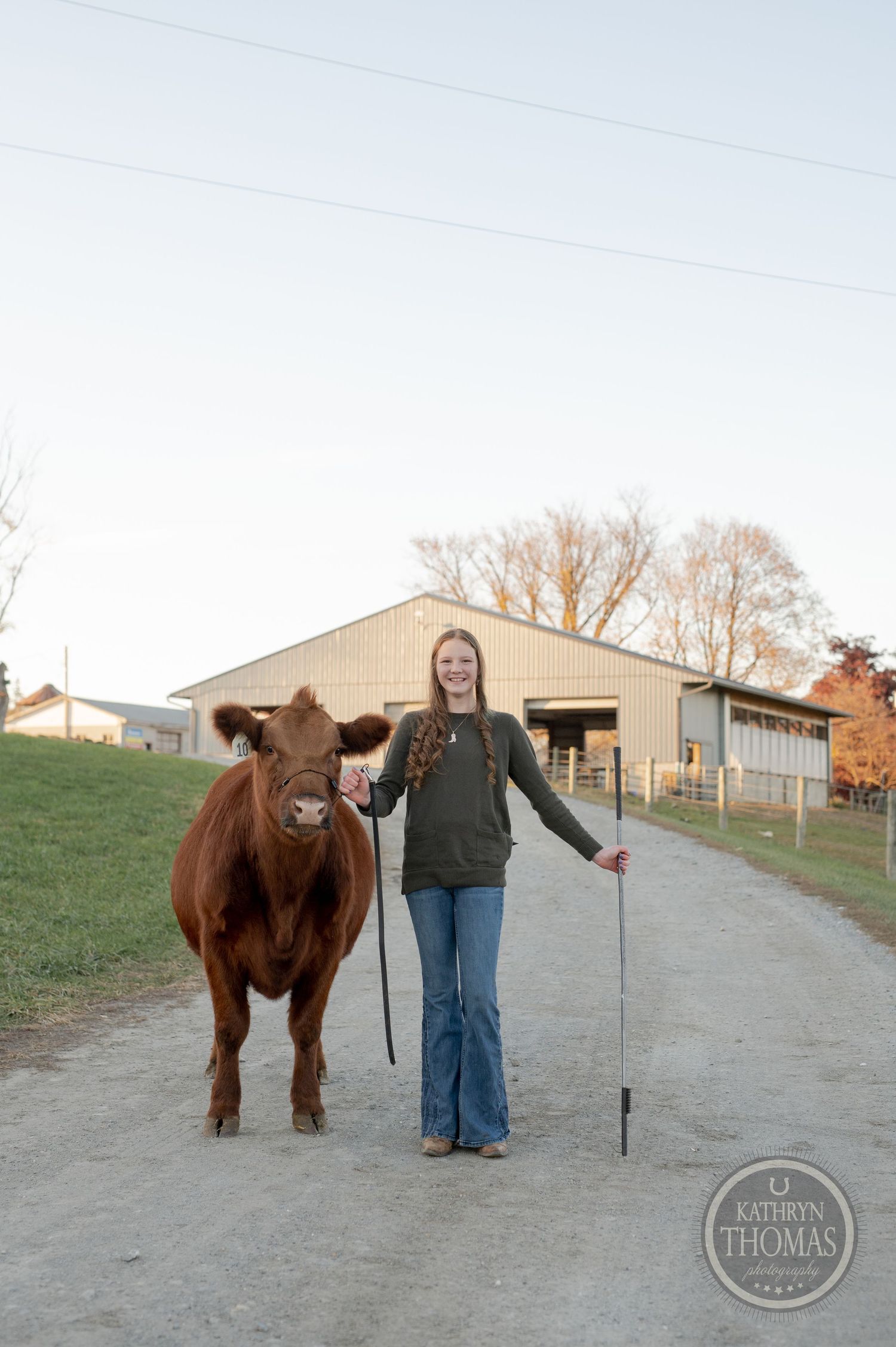 A brown calf stands on a path beside a person in jeans and sweater with a barn visible behind them.