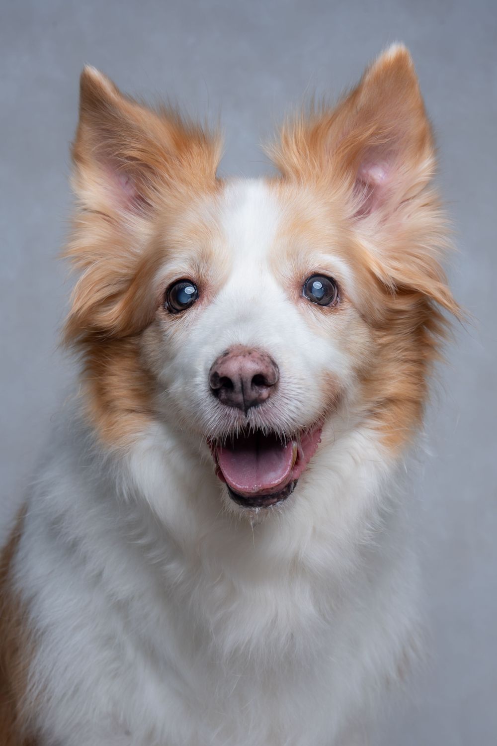 Happy red and white border collie with bright smile against grey background.