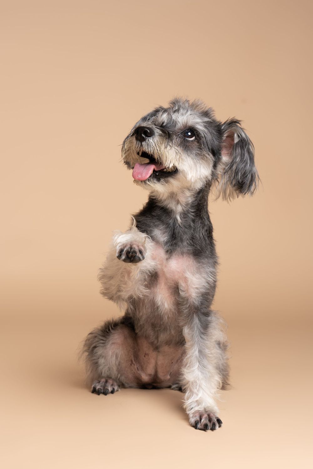 Adorable scruffy terrier mix dog sitting up and begging on beige background with happy expression.