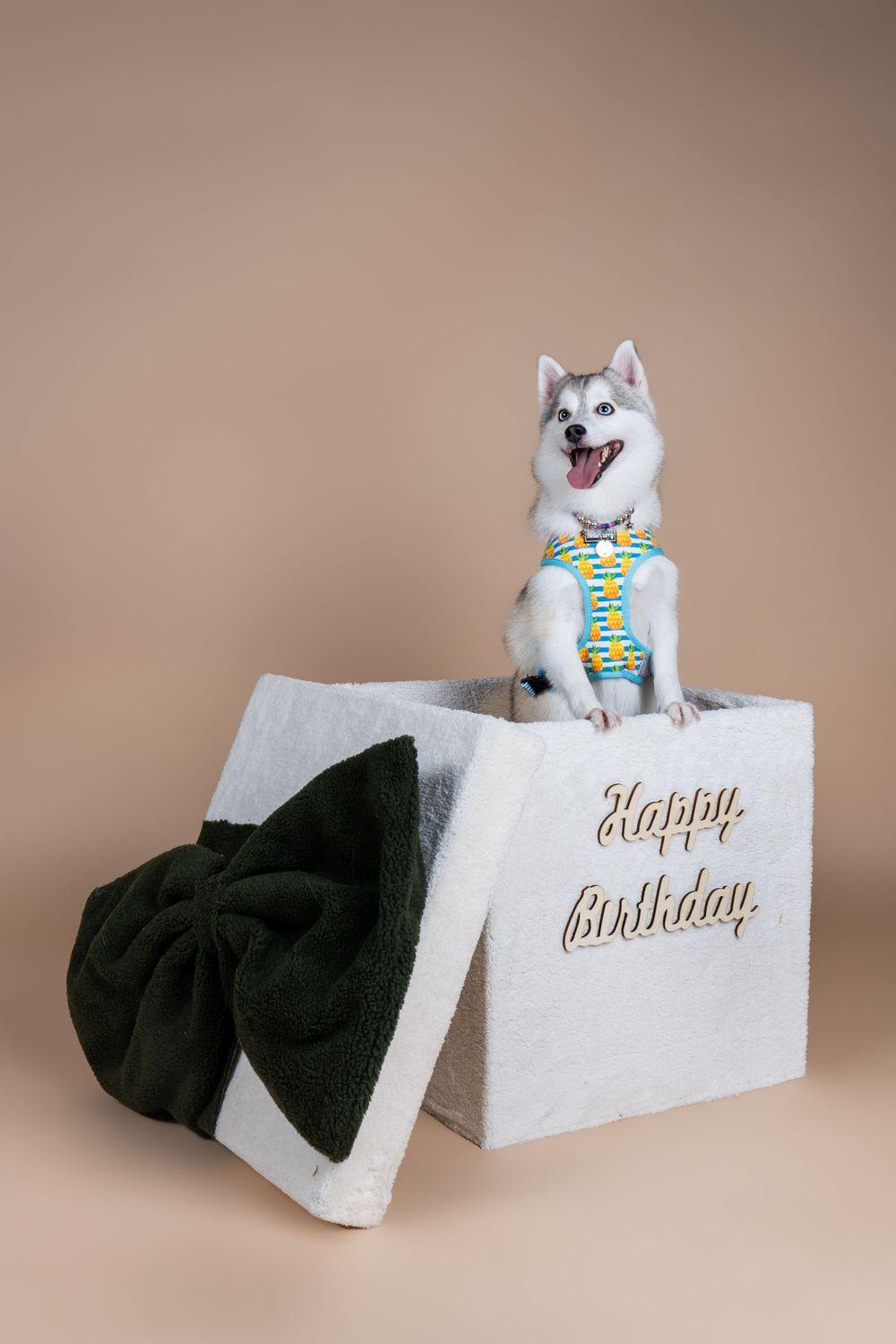 Happy Husky dog wearing a bow tie sits on white gift box with 'Happy Birthday' text against beige background.